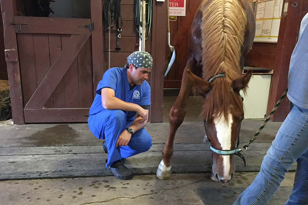 Equine surgeon Dr. Chris Bell with one of his patients at Elders Equine Veterinary Services. Supplied photo.